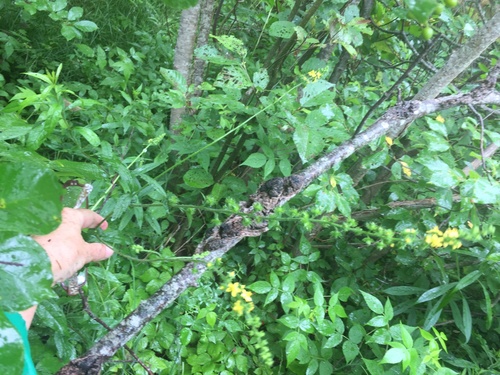 Common agrimony (Agrimonia gryposepala)