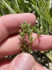 Ammoselinum