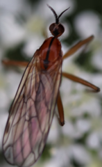 Empis stercorea