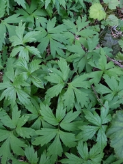 Hydrophyllum tenuipes