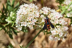 Synanthedon polygoni
