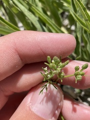 Ammoselinum