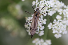 Nephrotoma pratensis