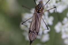 Nephrotoma pratensis