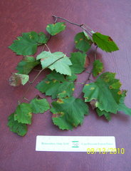 Crataegus coccinea