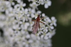 Empis stercorea