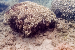 Porites compressa
