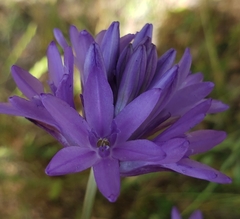 Dichelostemma congestum