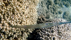 Labroides phthirophagus