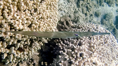 Labroides phthirophagus