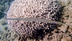 Labroides phthirophagus