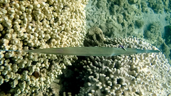 Labroides phthirophagus