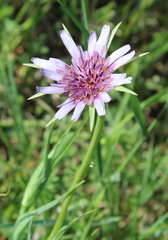 Tragopogon eriospermus