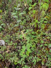 Sarcoglottis schaffneri