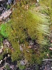 Dicranum scoparium