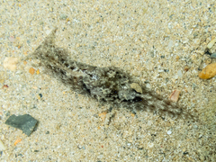 Stylocheilus striatus
