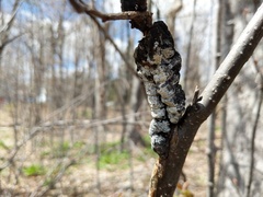 Trichothecium roseum