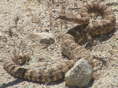 Crotalus cerastes cerastes