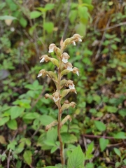 Sarcoglottis schaffneri