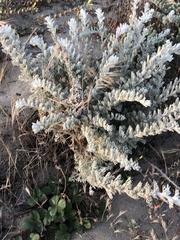 Artemisia pycnocephala