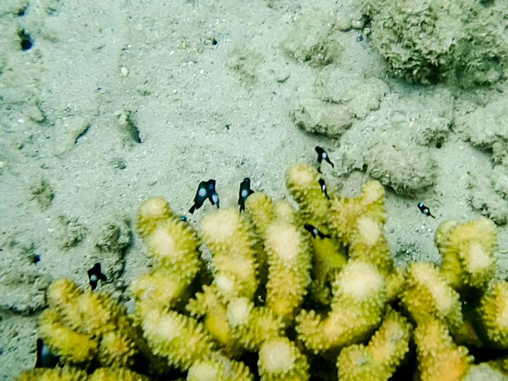 Thin cauliflower coral