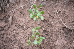 Ribes viburnifolium