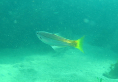 Dinolestes lewini