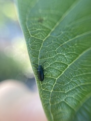 Stenochiini