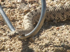 Crotalus cerastes cerastes