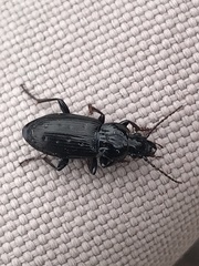 Pterostichus adstrictus