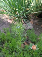 Nigella damascena