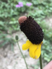 Ratibida peduncularis