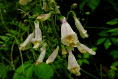 Penstemon tenuiflorus