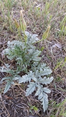 Ambrosia grayi
