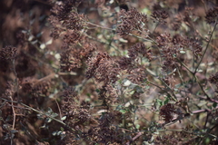 Salpianthus macrodontus