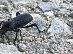 Cryptoglossa muricata