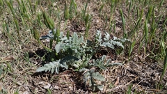 Ambrosia grayi