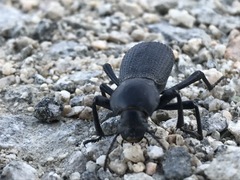 Cryptoglossa muricata