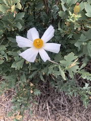 Romneya coulteri