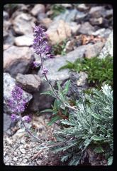 Phacelia sericea sericea