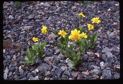 Arnica nevadensis