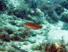 Austrolabrus maculatus