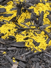 Fuligo septica