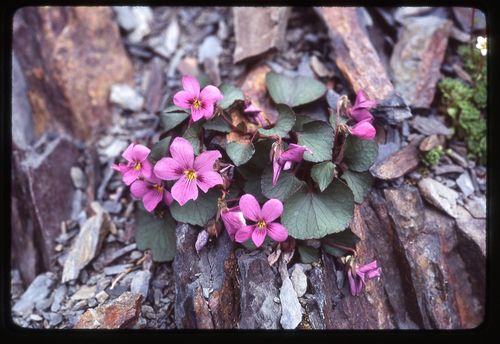 Viola flettii, photograph 6