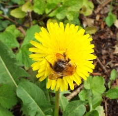 Bombus pascuorum