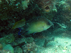 Mecaenichthys immaculatus