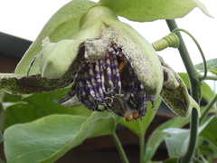 Passiflora platyloba