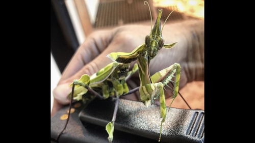 Photo of Giant Devil's Flower Mantis (Idolomantis diabolica)