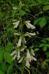 Penstemon tenuiflorus