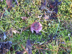 Russula purpureoflava